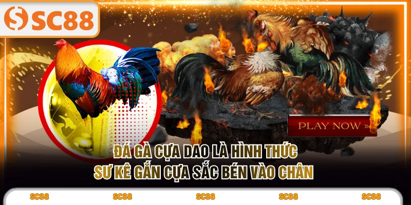3 Giống Đá Gà Cựa Dao Hấp Dẫn, Nổi Danh Khắp Việt Nam - kixove.buzz