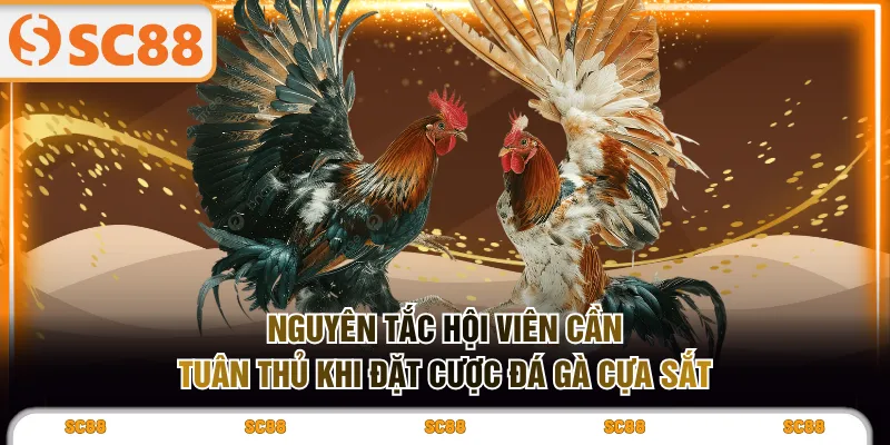 Hình Thức Đá Gà Cựa Sắt Nhịp Độ Nhanh, Tính Giải Trí Cao - kixove.buzz